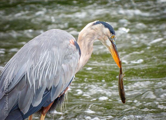 Great Blue Heron With A Fish DSCN140743