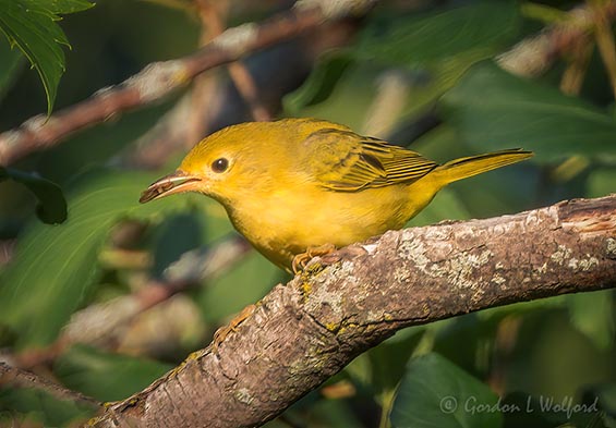 Yellow Warbler With A Catch DSCN139797
