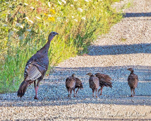 Wild Turkey & Chicks DSCN141519