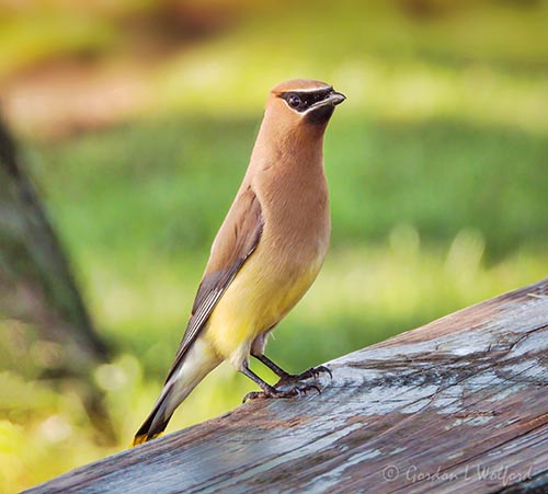 Cedar Waxwing On A Picnic Table DSCN142151