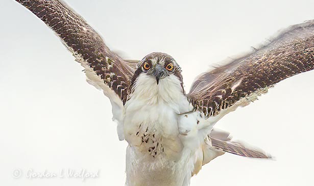 Osprey Taking Flight DSCN142306 (crop)