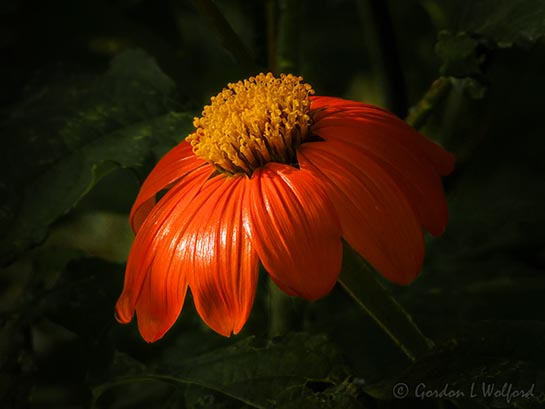 Mexican Sunflower DSCN142907