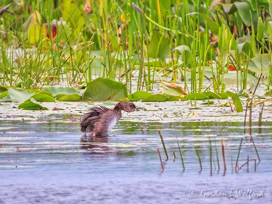 Pied-billed Grebe Stretching DSCN143206