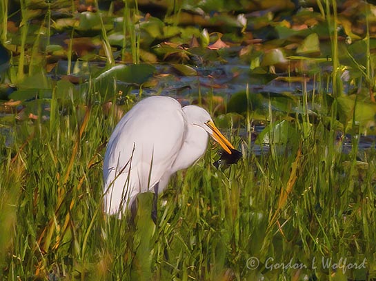 Great Egret With A Catch DSCN143803