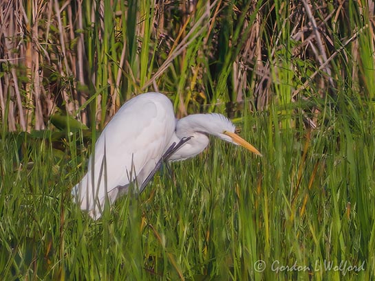Great Egret Scratching An Itch DSCN143671