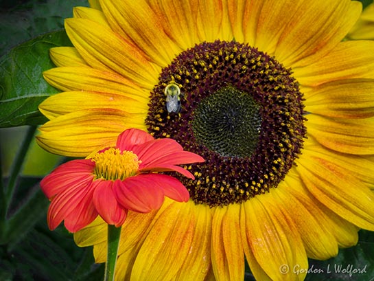 Common Sunflower & Bee Beyond Mexican Sunflower DSCN144389