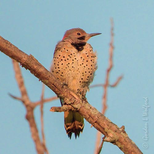 Male Northern Flicker At Sunrise DSCN144242