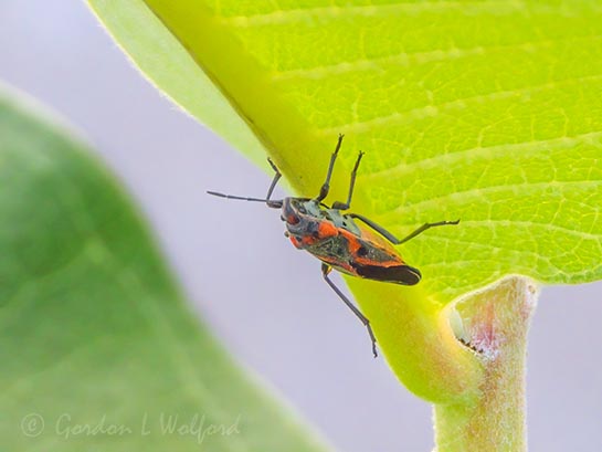 Boxelder Bug Beneath A Leaf DSCN145482