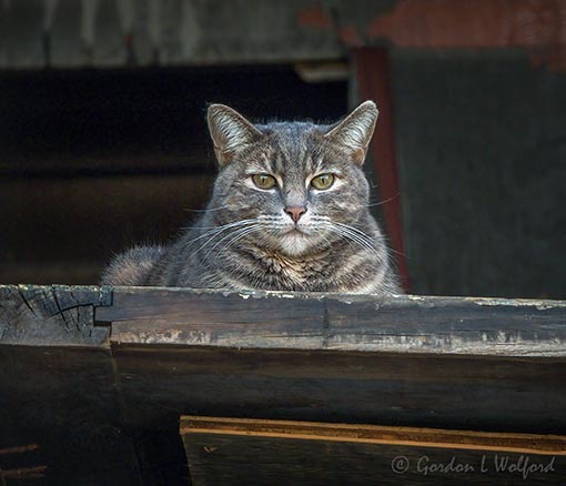 Cat In Burned Out Building DSCN147415