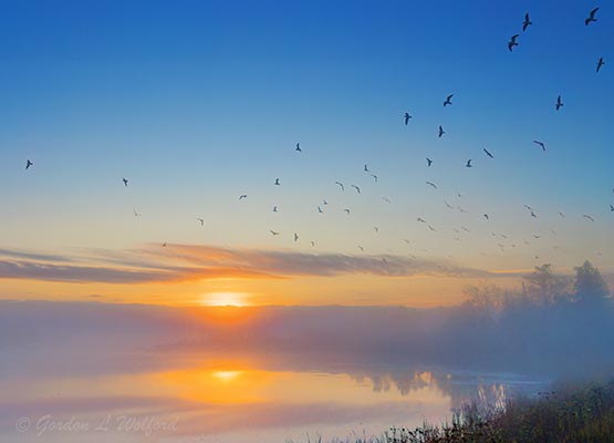 Foggy Clouded Sunrise Beyond Gulls 90D89728