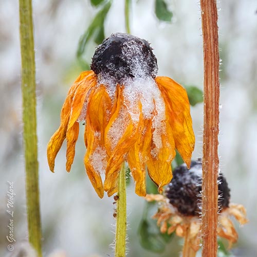 Snowy Wilted Black-eyed Susan DSCN151320