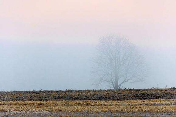 Lone Tree In Fog 90D92856
