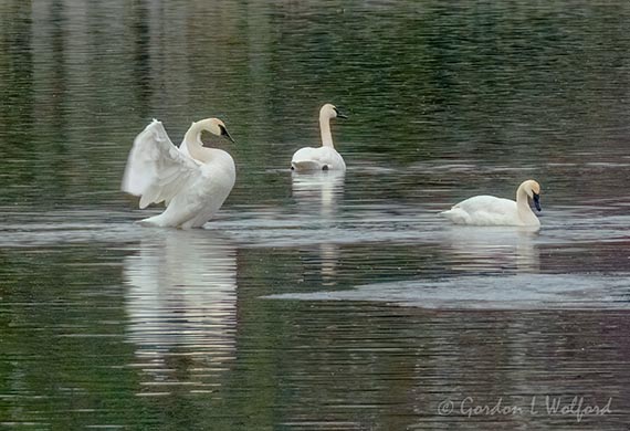 Three Trumpeter Swans DSCN155033-4