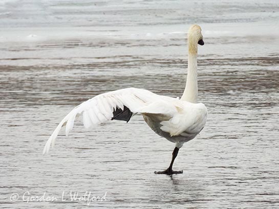 Trumpeter Swan On Ice Stretching A Leg DSCN155265