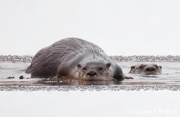 Otter Lounging On Ice DSCN156097