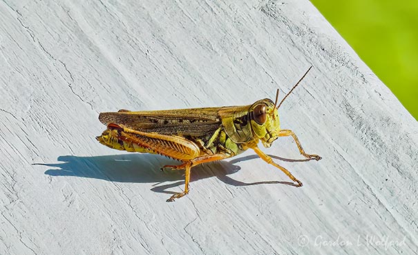 Grasshopper On A Railing P1090882