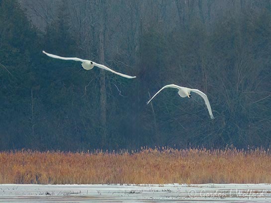 Two Trumpeter Swans In Flight DSCN159573