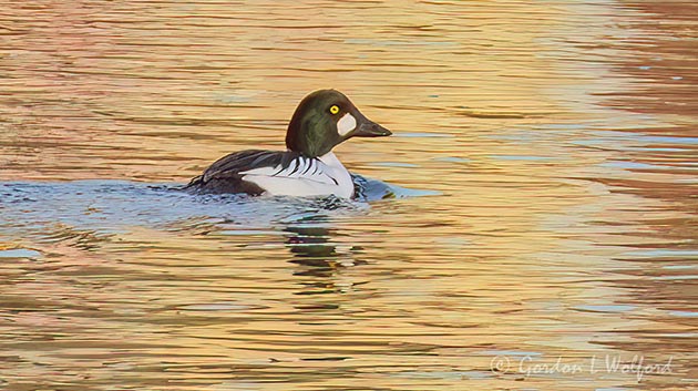 Male Common Goldeneye DSCN161825
