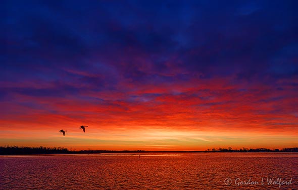 Geese Flying Over Rideau Canal At Sunrise 90D106813