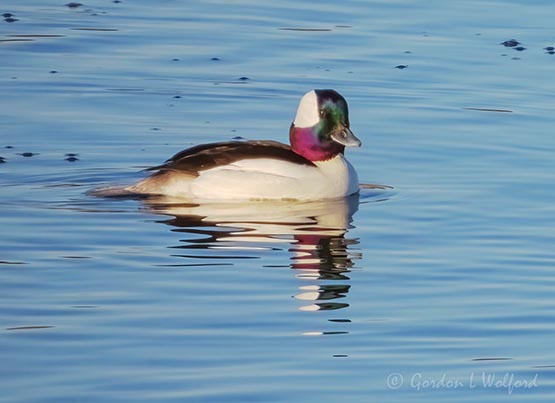 Male Bufflehead Duck DSCN162060