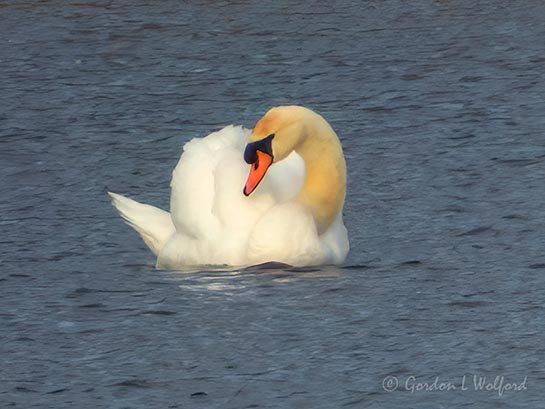 Mute Swan Preening DSCN162168