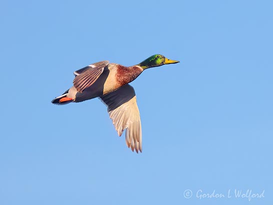 Mallard Drake In Flight DSCN162882