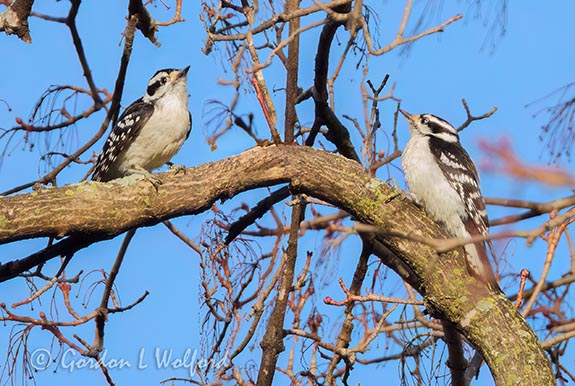 Downy Woodpecker Twofer DSCN163049