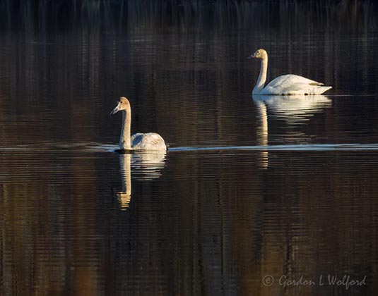Two Trumpeter Swans In The Swale DSCN163243