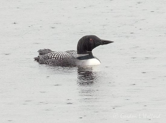 Loon In Rain DSCN163867