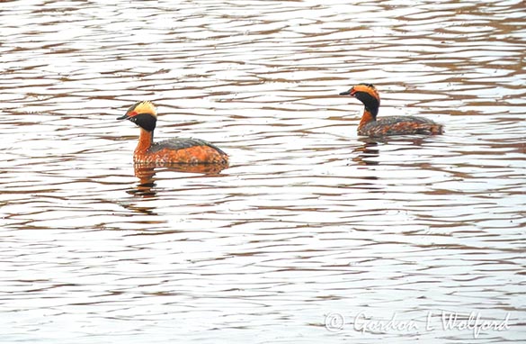 Horned Grebe Couple In Breeding Plumage DSCN163899