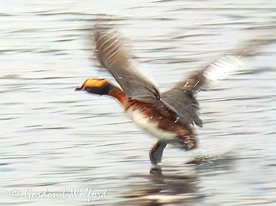 Horned Grebe In Breeding Plumage Taking Flight DSCN163907