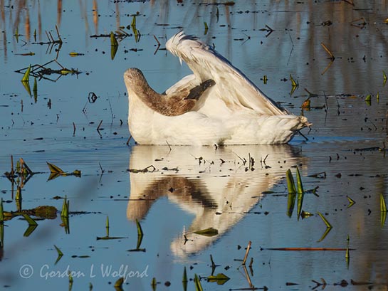 Trumpeter Swan Preening Under Wing Reflected DSCN164202
