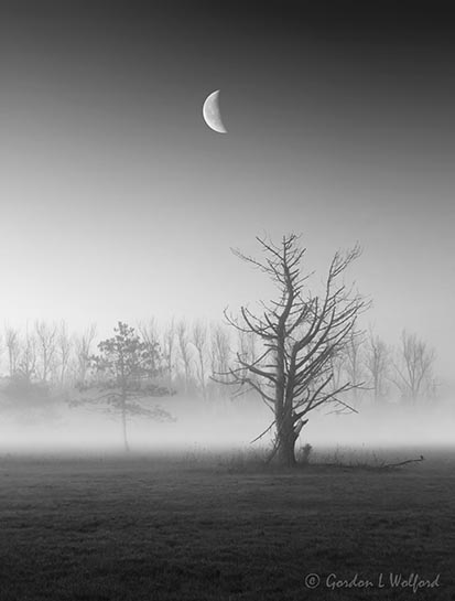 Moon Beyond Ground fog 90D109978BW