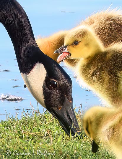 Gosling Sticking Out Its Tongue DSCN165672
