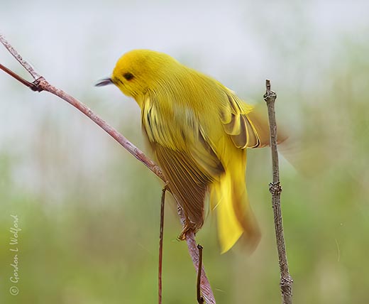 Yellow Warbler Taking Flight P1100219
