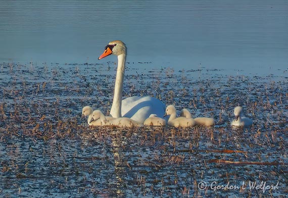 Mute Swan & Six Cygnets P1100634