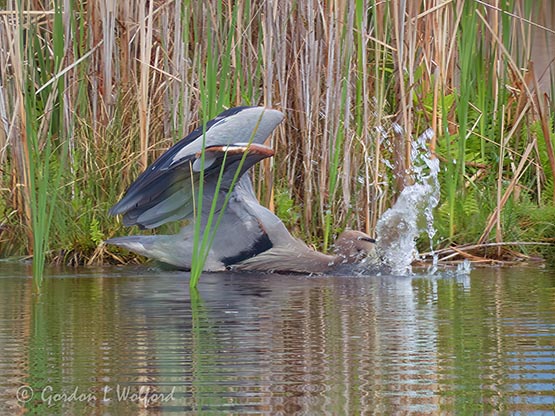 Great Blue Heron Striking P1110016
