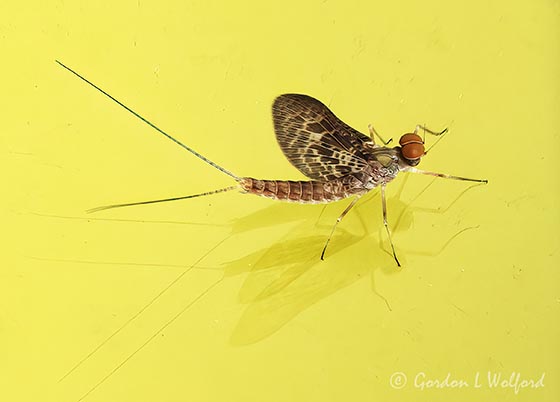 Mayfly Reflected DSCN000329