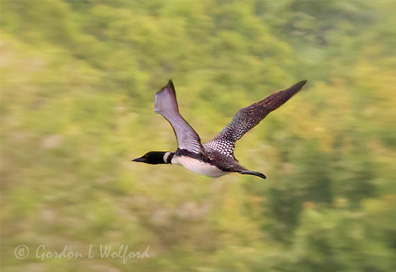 Common Loon In Flight DSCN000951