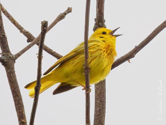 Yellow Warbler Warbling DSCN001070