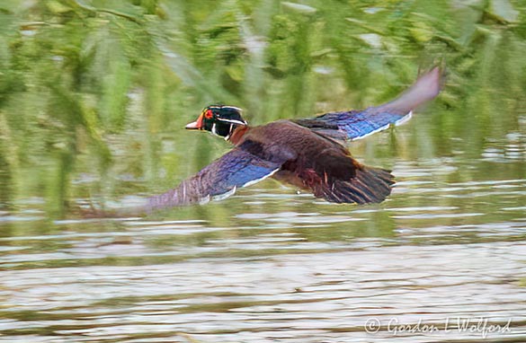 Male Wood Duck Taking Flight DSCN003069
