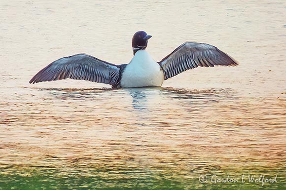 Common Loon Spreading Wings DSCN003391