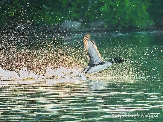 Common Loon Taking Flight DSCN003392