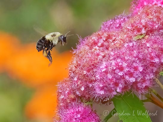 Bumblebee In Flight DSCN006096