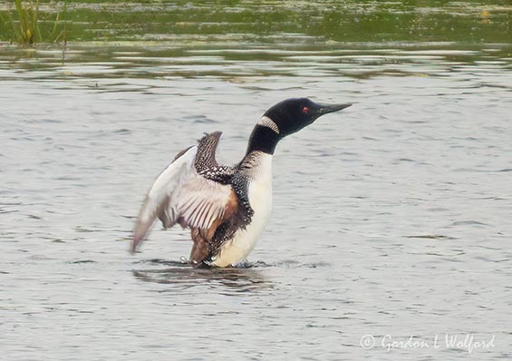Common Loon Stretching DSCN006315