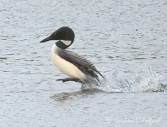 Common Loon Running On Water DSCN006289
