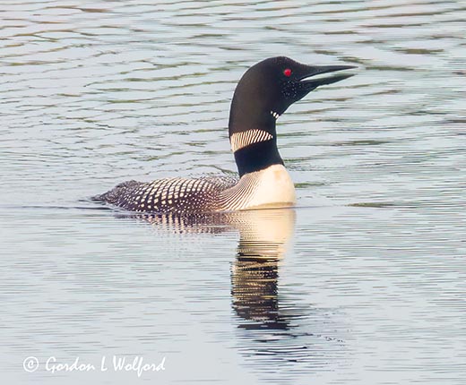 Common Loon Calling DSCN006583