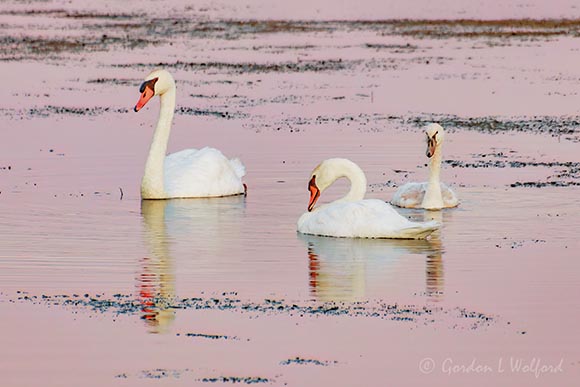 Mute Swan Family Reflected At Dawn 90D118387