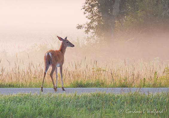 Ground Fog Beyond Deer On Road DSCN007076