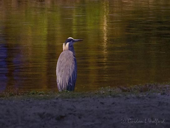 Great Blue Heron At Night DSCN008778